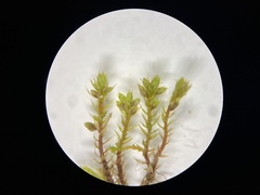 Bryum dichotomum