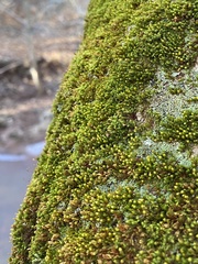 Orthotrichum ohioense