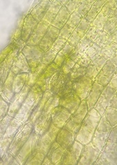 Orthotrichum ohioense