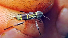 Neoclytus pusillus