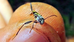 Neoclytus pusillus