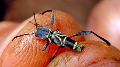 Neoclytus pusillus