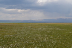 Leontopodium ochroleucum
