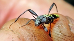 Neoclytus pusillus