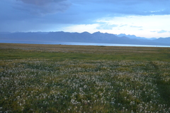Leontopodium ochroleucum