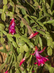 Schlumbergera buckleyi