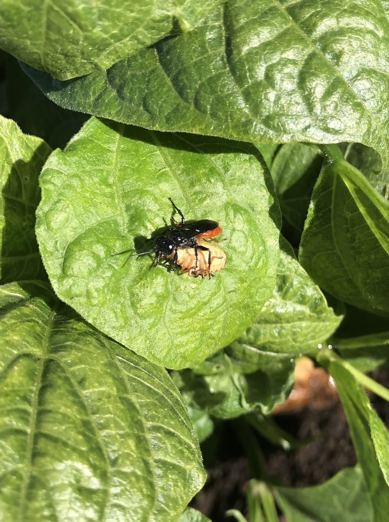 Chilean Astata