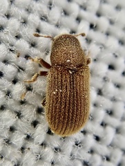 Kissophagus vicinus
