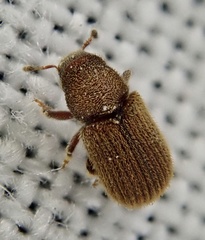 Kissophagus vicinus
