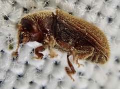 Kissophagus vicinus