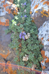 Dracocephalum paulsenii