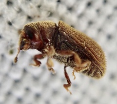 Kissophagus vicinus