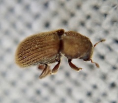 Kissophagus vicinus