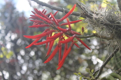 Erythrina rubrinervia