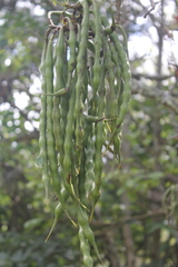 Erythrina rubrinervia
