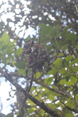 Erythrina rubrinervia