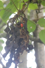 Erythrina rubrinervia