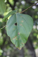 Erythrina rubrinervia