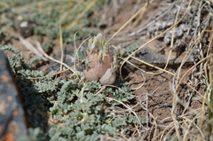 Astragalus nivalis