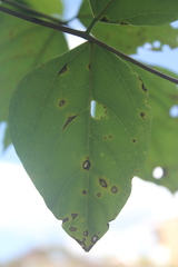 Erythrina rubrinervia