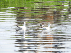 Chroicocephalus ridibundus