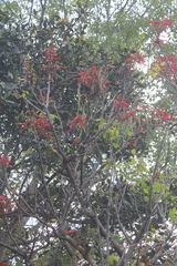 Erythrina rubrinervia
