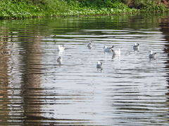 Chroicocephalus ridibundus