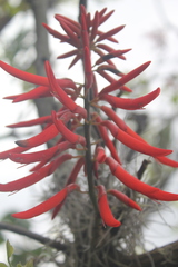 Erythrina rubrinervia