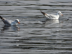 Chroicocephalus ridibundus