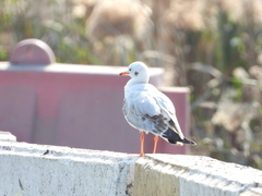 Chroicocephalus ridibundus