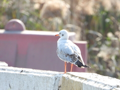 Chroicocephalus ridibundus