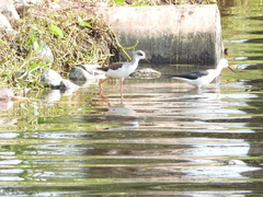 Himantopus himantopus