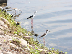 Himantopus himantopus