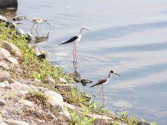 Himantopus himantopus