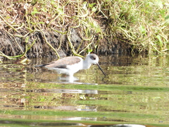 Himantopus himantopus