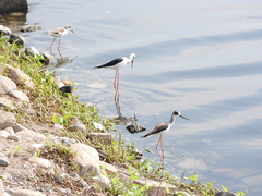 Himantopus himantopus