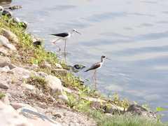 Himantopus himantopus