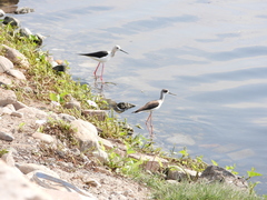 Himantopus himantopus