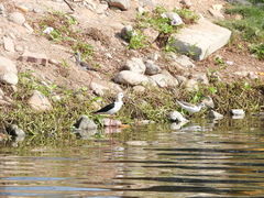 Himantopus himantopus