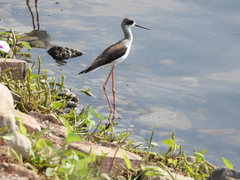 Himantopus himantopus