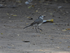Motacilla alba