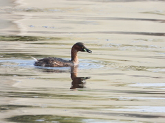 Tachybaptus ruficollis