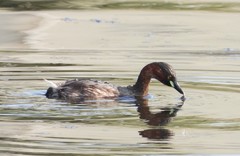 Tachybaptus ruficollis
