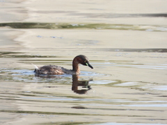 Tachybaptus ruficollis