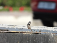 Motacilla alba