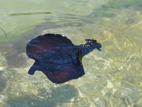 Atlantic Black Seahare