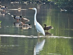 Ardea alba