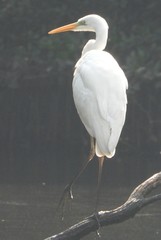 Ardea alba