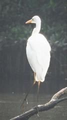 Ardea alba