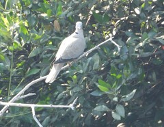 Streptopelia decaocto